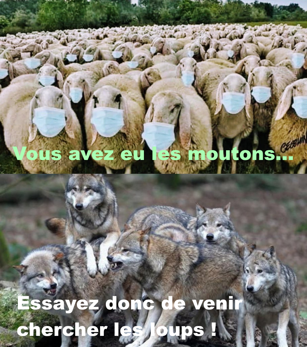 Moutons & loups