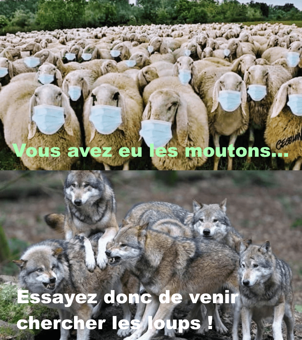 Moutons &amp; loups